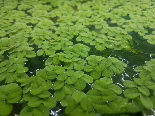 Wasserpflanze salvinia - 15,