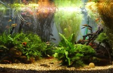 Aquarium komplett mit