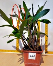 Dendrobium Kingianum Hybride - Duft-Orchidee mit Knospen/Blüten #20