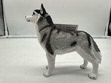 Safari - Husky Siberian Tier