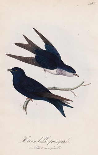 Hirondelle pourpree schwalben - hirondelle,