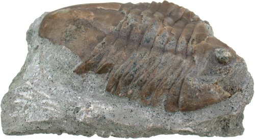 Ordovizium asaphus - ordovizium,