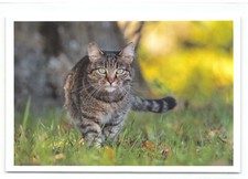 1 AK Katze "Geheime Pfade" -