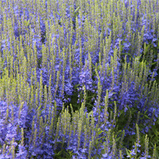 Veronica austriaca 'Kapitän'