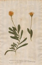 Othonna cheirifolia Blume