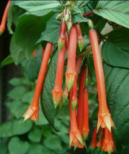 Fuchsien pflanze herps - pflanze, "herps