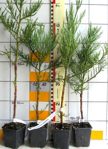 Sequoiadendron giganteum - sequoiadendron,