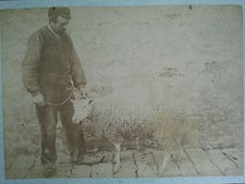 Original Foto 19. Jh. - Tier -