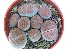 Exotenherz - Lithops - Lebender Stein - mehrere Pflanzen im 8,5cm Topf