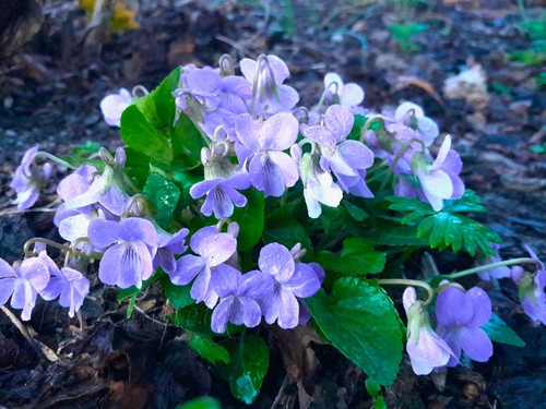 Seeds viola jooi - seeds,