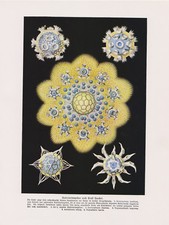 Radiolarienzellen Radiolarien nach Ernst Haeckel Strahlinge  Farbdruck von 1912