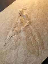 Libelle fossil matrix - fossil-matrix,