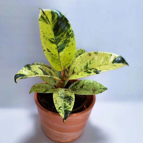 Ficus elastica shivereana - ficus,