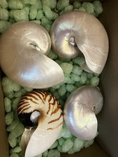 4x Nautilus Muscheln (12–16 cm)  poliert & natur echte Meeresmuscheln – Perlboot
