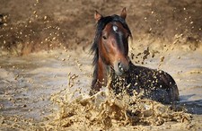 VLIES Fototapete-PFERD-(7323ah)-Natur Fluss See Wiese Weide XXL Wandbild