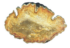 versteinertes Holz von