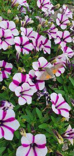 Petunien petunia - petunia, *