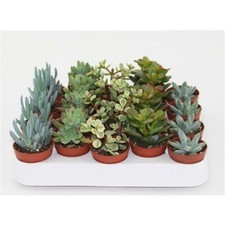 Sukkulenten im 5,5er Topf, 5 Sorten 8-15 cm - LEBENDWARE Succulenten
