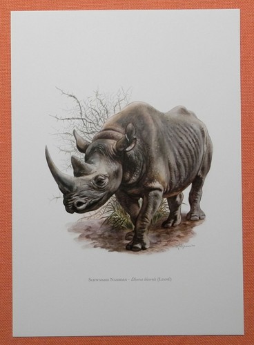 Spitzmaulnashorn schwarzes - spitzmaulnashorn,