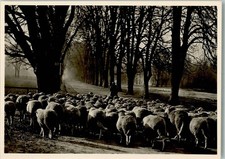 10141565 - Schaefer mit Schafherde Schafe