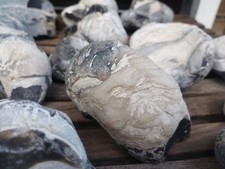 17 Stück Ostsee Versteinerungen Fossilien XXL Muscheln/Austern Seeigel etc.