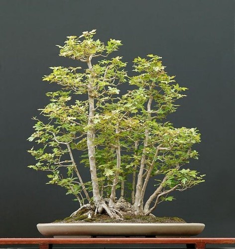 Feldahorn acer campestre - 5,