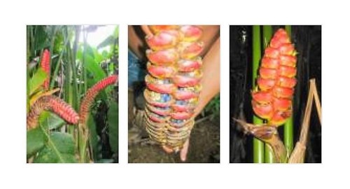 Heliconia imbricata - 5x,
