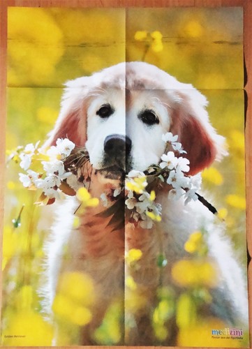 Riesen tier poster - riesen-tier-poster, golden