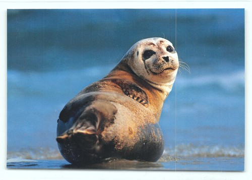 Postkarte seehund robbe - ak,