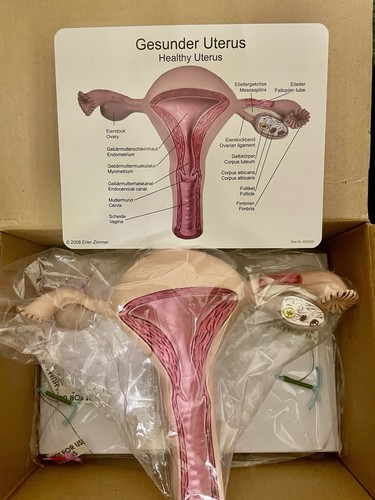 Anatomisches modell uterus - anatomisches,