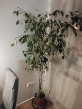 Ficus Benjamin Zimmerpflanze