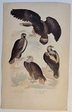 Adler / Le Grand Aigle - antik