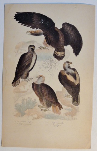 Adler grand aigle antik - aigle,