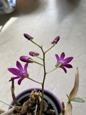 Orchidee  - sehr seltenes Exemplar