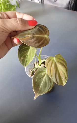 Philodendron melanochrysum - philodendron,