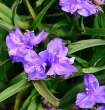 Dreimasterblumen Concorde