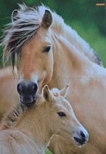 PFERDE - A3 Poster (ca. 42 x 28 cm) - Tier Pferd Braun Pony Plakat Sammlung NEU