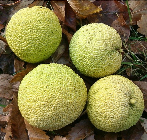 Samen milchorange exotische - samen,