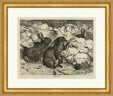 Im Wintergarten Holzstich Hasen Tiere Kohlköpfe Schädlinge Maus  E 0061