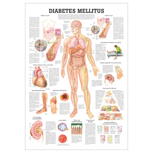 Anatomische lehrtafel - anatomische,