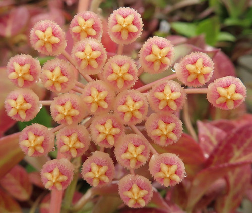Hoya sunrise porzellanblume - hoya,