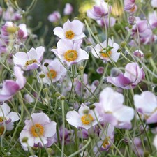 4X Herbstanemone Anemone rosa