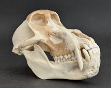 Affenschädel XL Pavian baboon skull Papio Ursinus echtes Präparat #2182