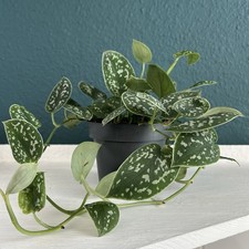 Scindapsus pictus, 1 bewurzelter Ableger, Gefleckte Efeutute, Zimmerpflanze