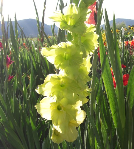 Gladiolus - (◕‿◕)\@,