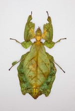 Leaf Insect -Phylliidae