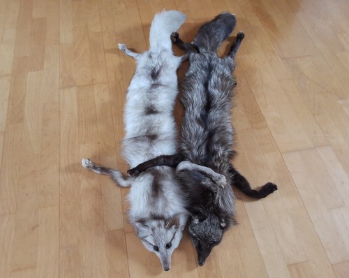 Fuchs stola kragen schal - fuchs,