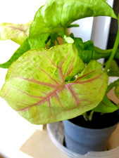 SYNGONIUM PODOPHYLLUM " MANGO