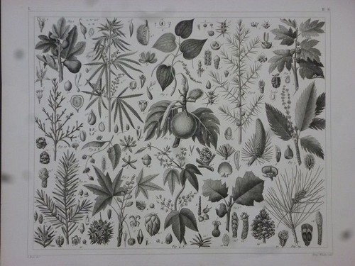 Orig stahlstich pflanzen - stahlstich:,