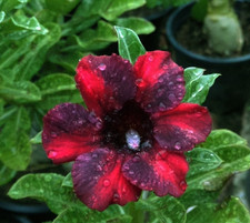 Wüstenrose - adenium obesum -